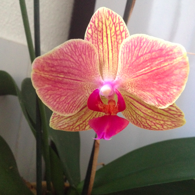 cette orchidée
